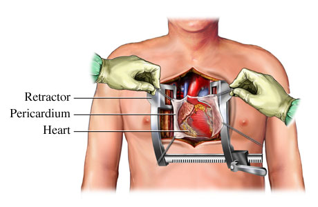simple heart diagram for kids. circulatory system diagram.