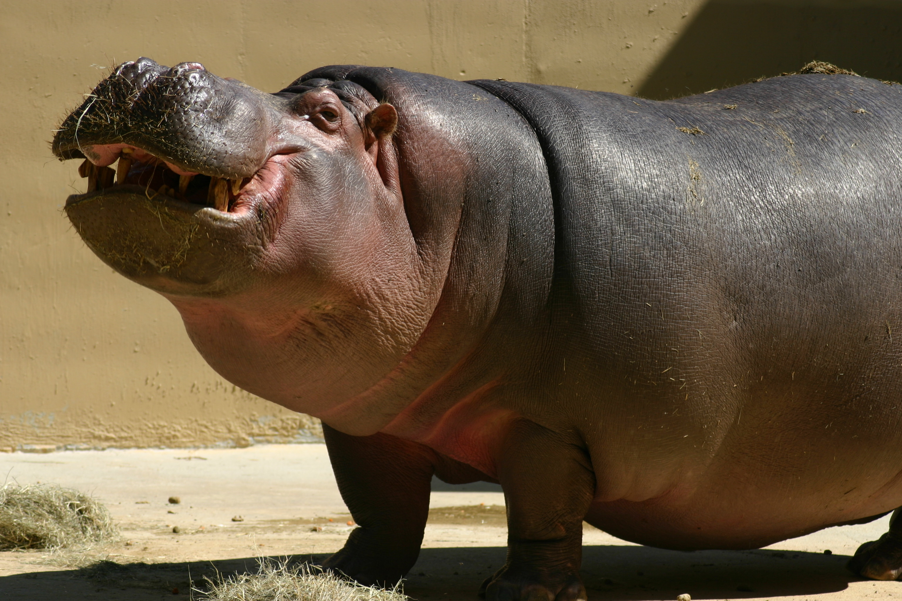 Hippo Sex 115